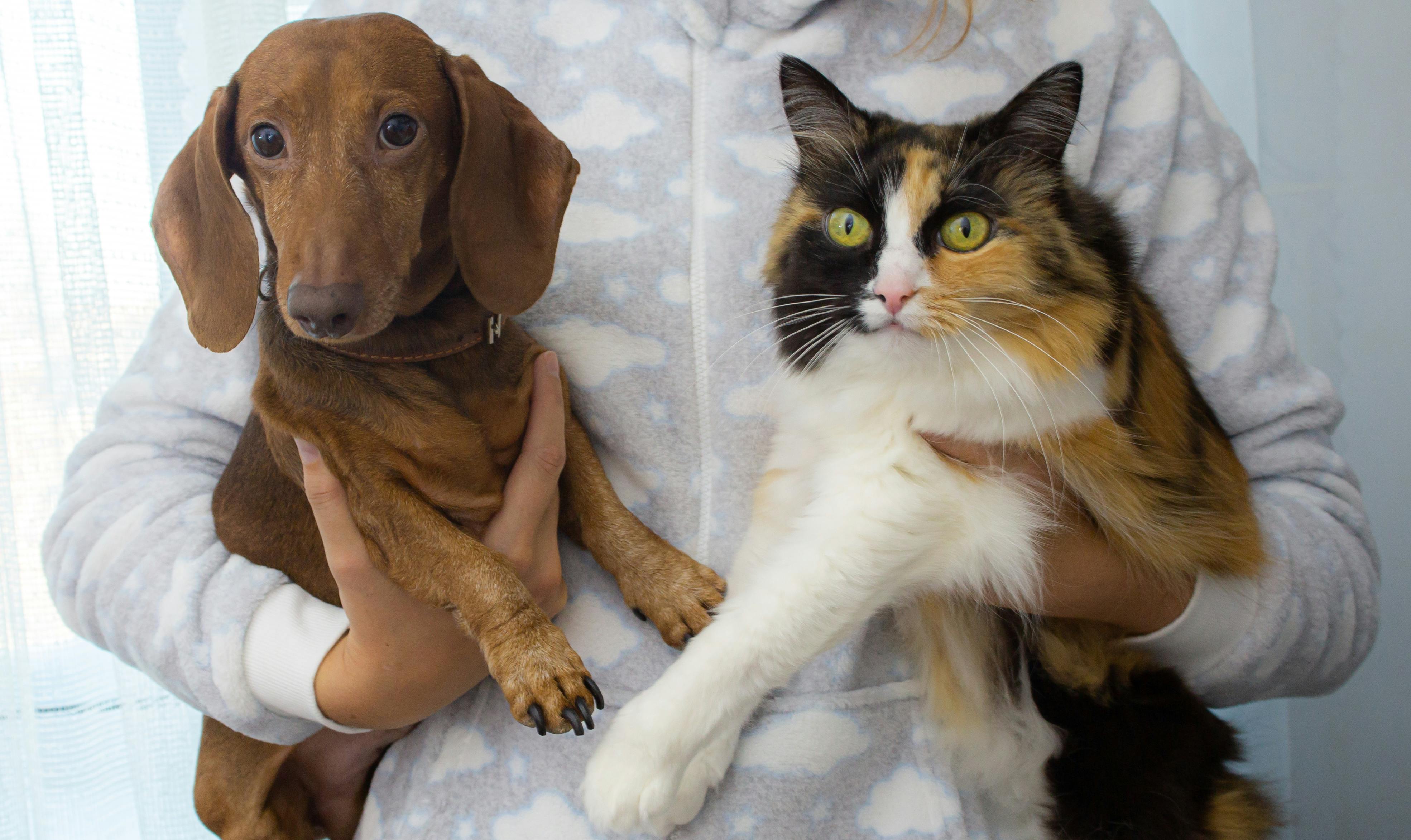 Veterinary Hero